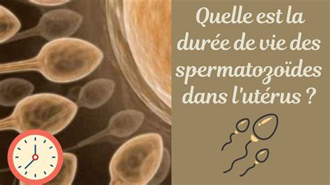 Quelle est la durée de vie dun spermatozoïde